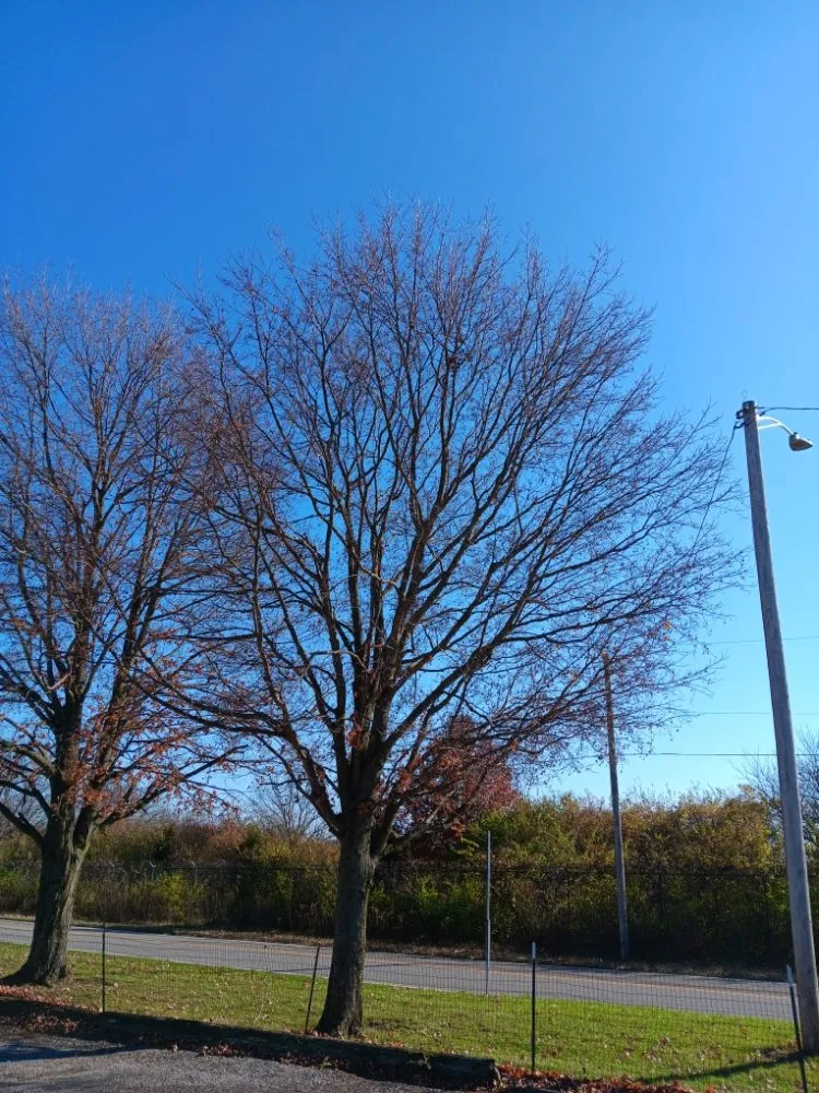 Top-rated yard maintenance for homes in Dayton, OH by Mayes Lawn Care and Tree Service