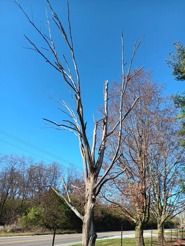 Reliable lawn care service for year-round maintenance in Dayton, OH by Mayes Lawn Care and Tree Service