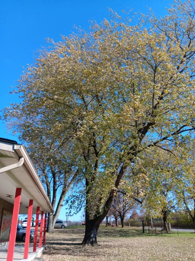 Trusted yard cleanup service for year-round maintenance in Dayton, OH by Mayes Lawn Care and Tree Service