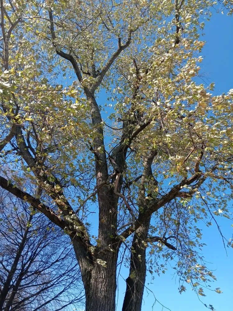 Top-rated landscaping services for year-round maintenance across Dayton, OH - Mayes Lawn Care and Tree Service