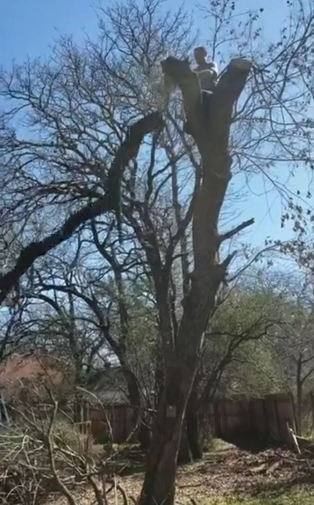 Custom yard cleanup service for homes across Azle, TX - Mayfield's Tree Service