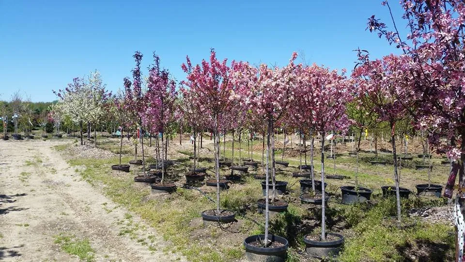 Top-rated lawn mowing service near you across Fowlerville, MI - Mayhew's Tree Farm & Nursery