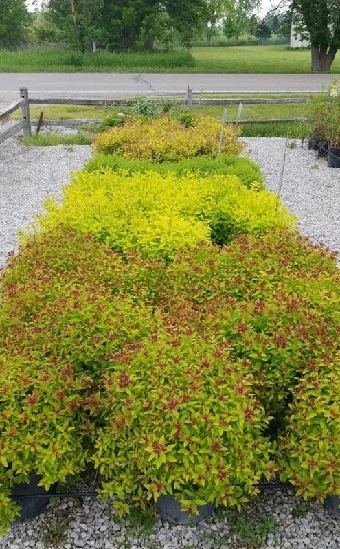 Reliable residential landscaping experts serving Fowlerville, MI - Mayhew's Tree Farm & Nursery