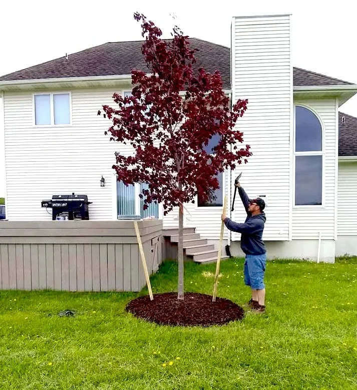 Affordable landscape design in Fowlerville, MI by Mayhew's Tree Farm & Nursery