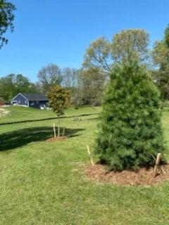 Top-rated yard maintenance experts serving Fowlerville, MI - Mayhew's Tree Farm & Nursery