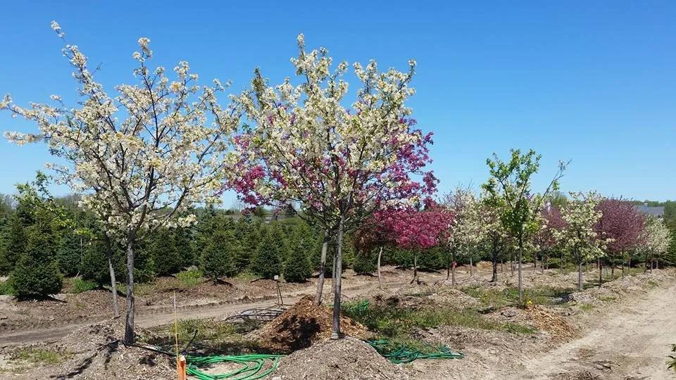 Expert landscape design for beautiful yards in Fowlerville, MI by Mayhew's Tree Farm & Nursery