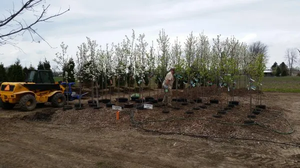 Mayhew's Tree Farm & Nursery