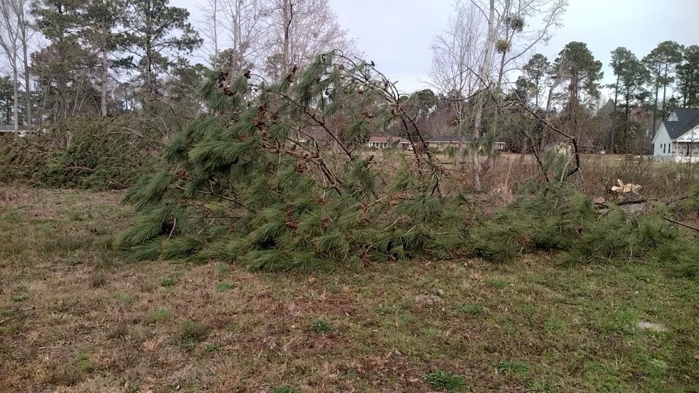 Affordable landscaping services in Darlington, SC by Maynards Landscaping