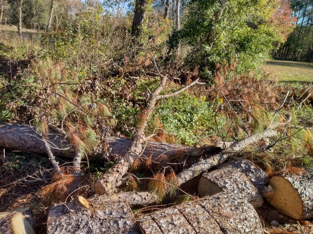 Expert yard cleanup service in Darlington, SC - Maynards Landscaping