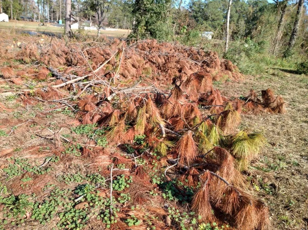 Expert garden landscaping experts serving Darlington, SC - Maynards Landscaping