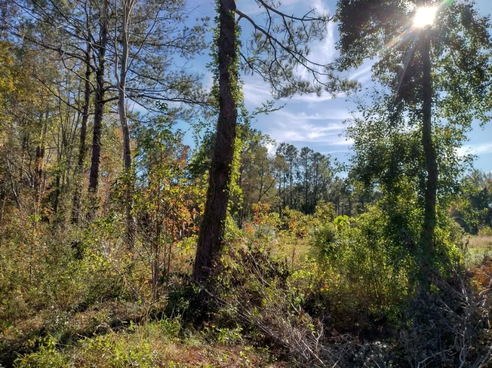 Top-rated landscape design near you in Darlington, SC by Maynards Landscaping