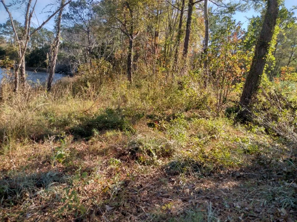 Professional landscaping services for year-round maintenance across Darlington, SC - Maynards Landscaping