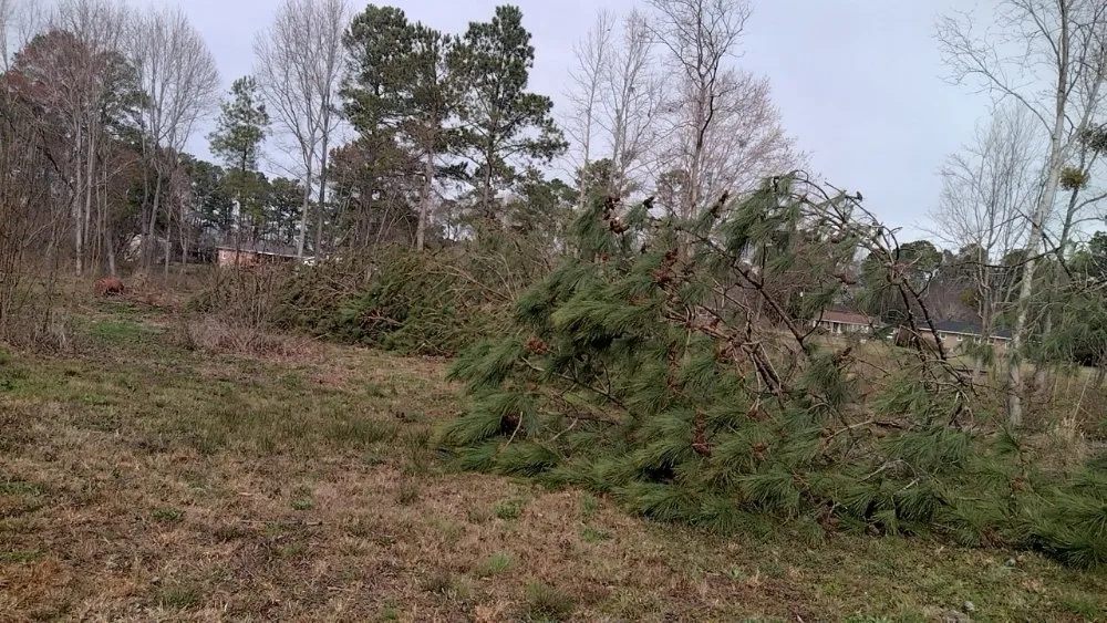 Expert yard cleanup service for beautiful yards in Darlington, SC by Maynards Landscaping