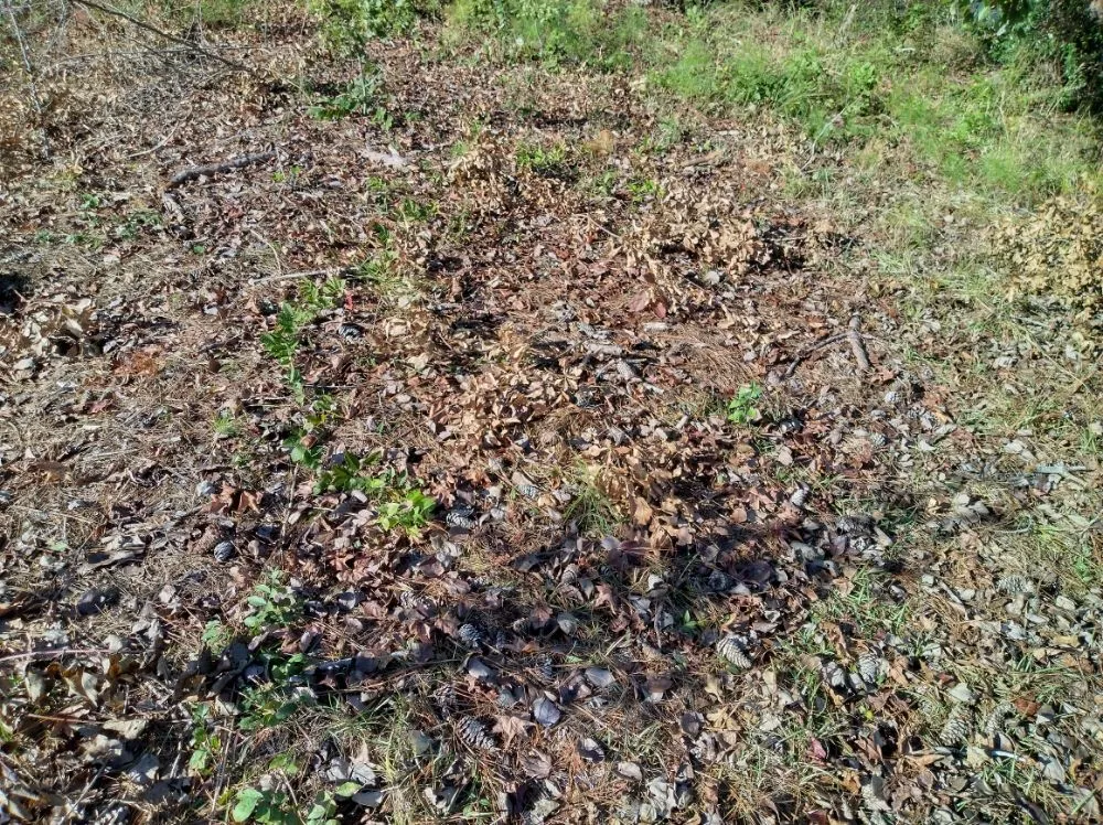 Top-rated yard maintenance in Darlington, SC by Maynards Landscaping