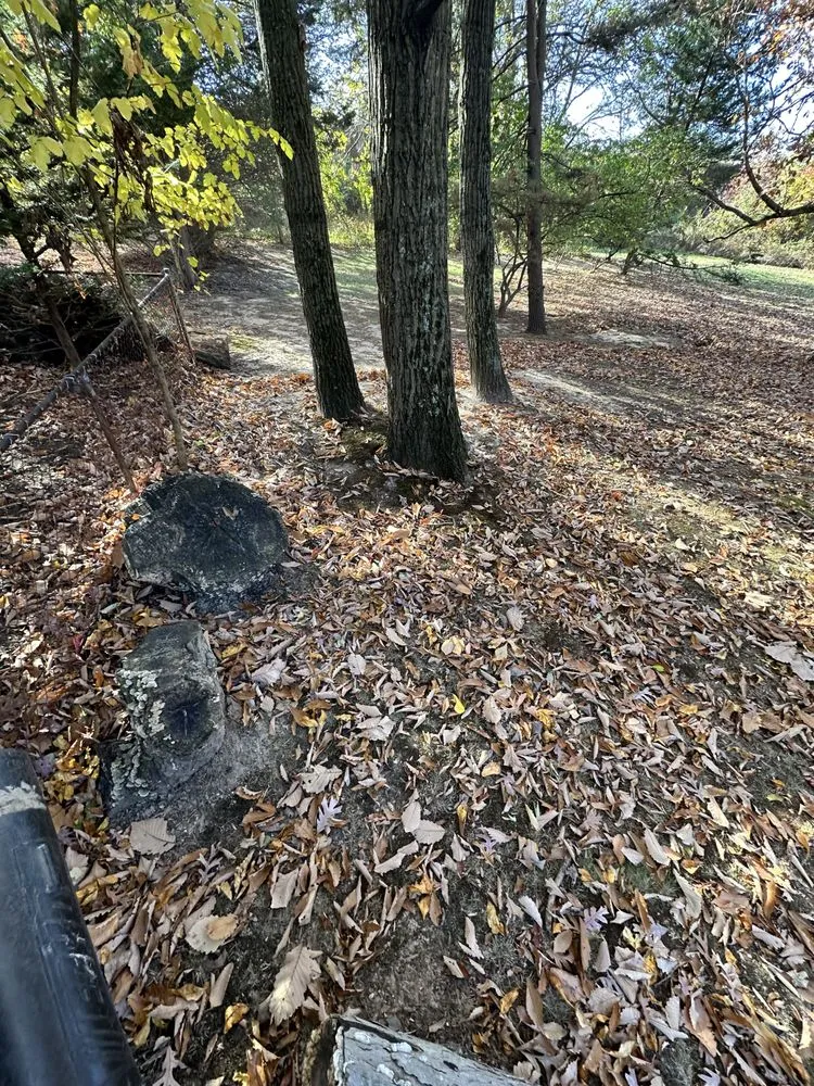 Top-rated lawn care service experts serving Laurel, MD - Maynor Pineda Landscaping