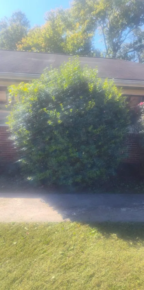 Professional yard cleanup service for year-round maintenance across Cleveland, TN - Maynor's Landscaping