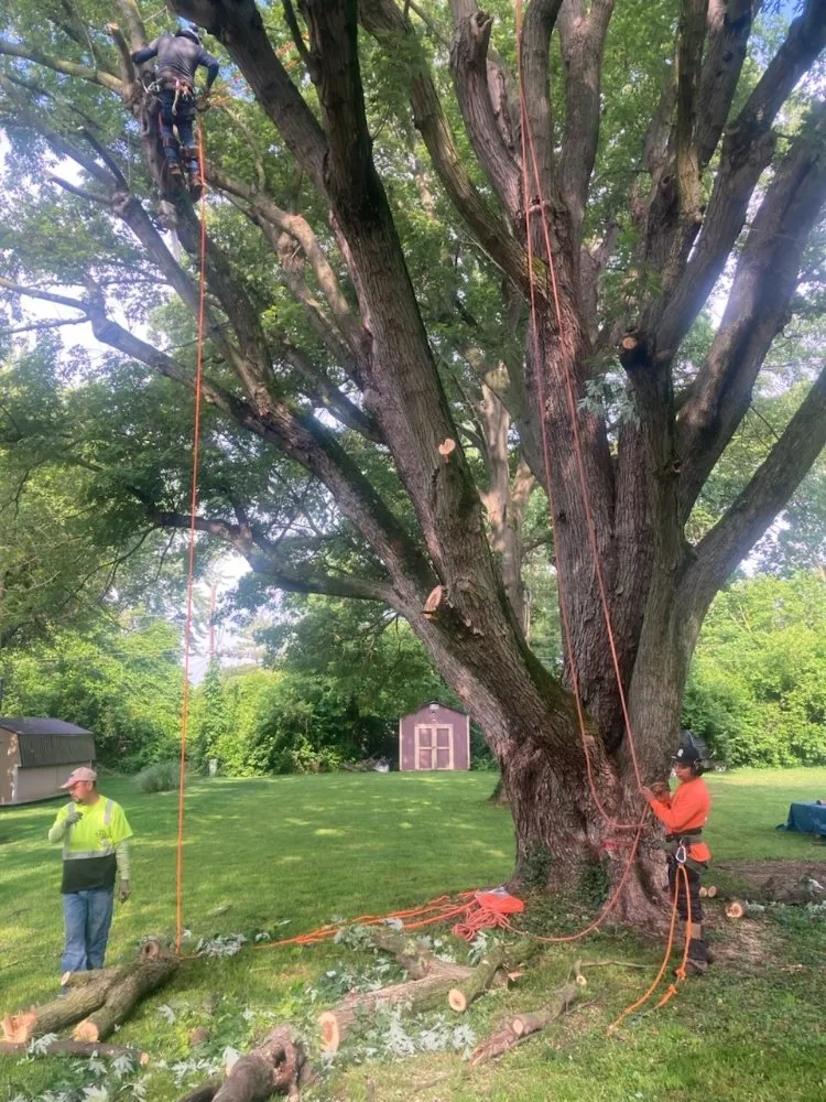 Local yard maintenance for homes across Martinsville, IN - Mayo and Sons Landscaping and Trees