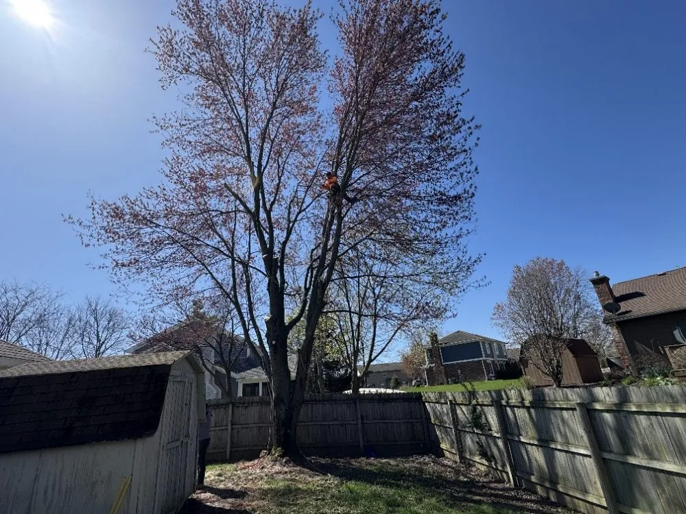 Expert yard maintenance experts serving Martinsville, IN - Mayo and Sons Landscaping and Trees