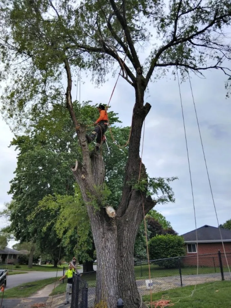 Local lawn mowing service for beautiful yards in Martinsville, IN by Mayo and Sons Landscaping and Trees