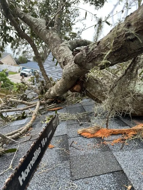 Top-rated yard cleanup service for outdoor upgrades across Tampa Bay, FL - Mayo Lawn Care