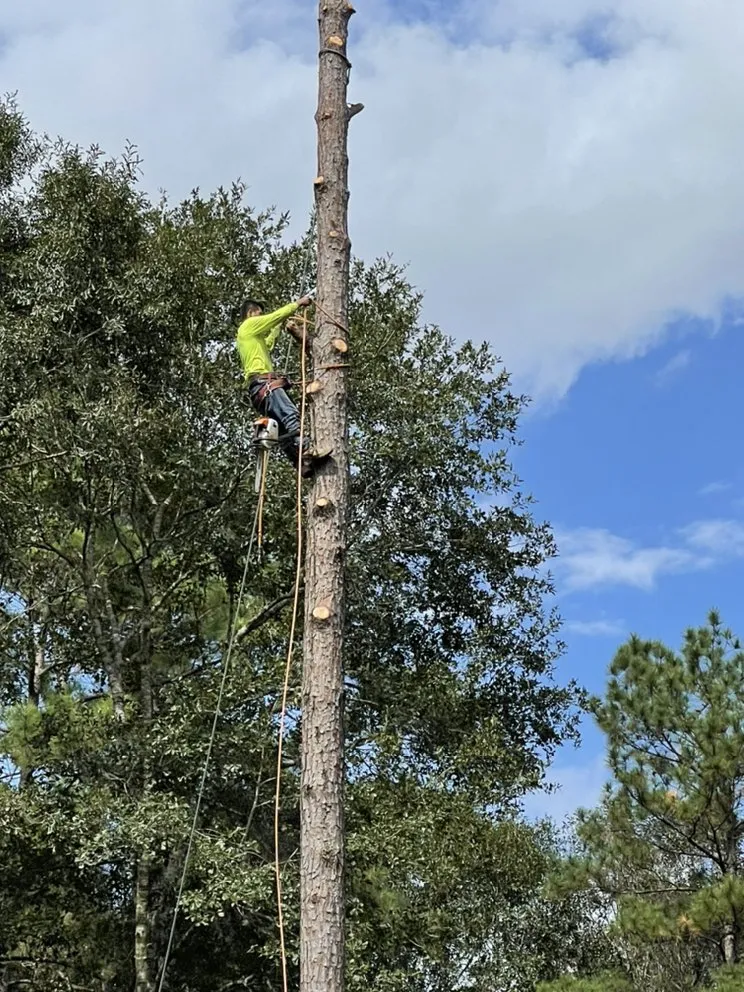 Expert lawn care service in Cleveland, TX - Mayo’s Tree Service and Landscaping