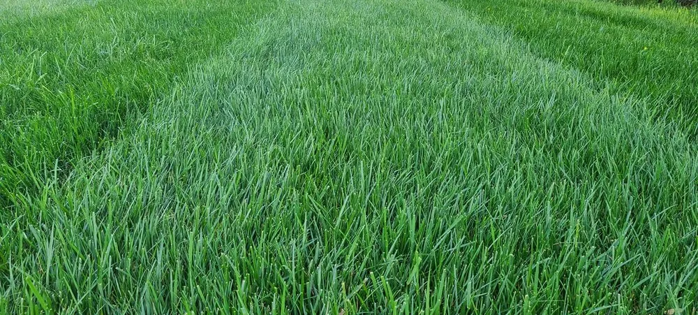 Professional yard cleanup service experts serving Appomattox, VA - May's Lawn Care