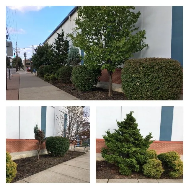 Expert residential landscaping experts serving Elmira, NY - Maysie May Cleaning and Lawn Care