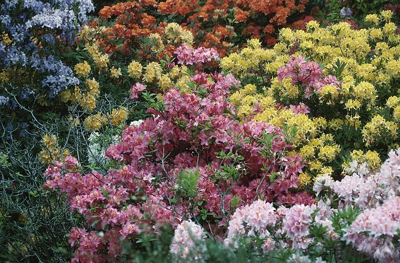 Top-rated residential landscaping in Homestead, FL by Maysonet Landscaping Co.