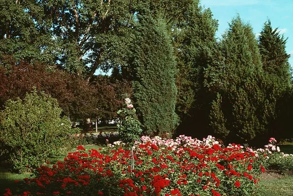 Maysonet Landscaping Co. Logo