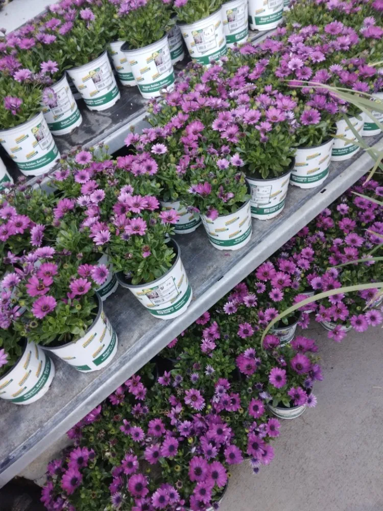 Top-rated outdoor landscaping in san rafael, CA - Mazariegos Landscaping