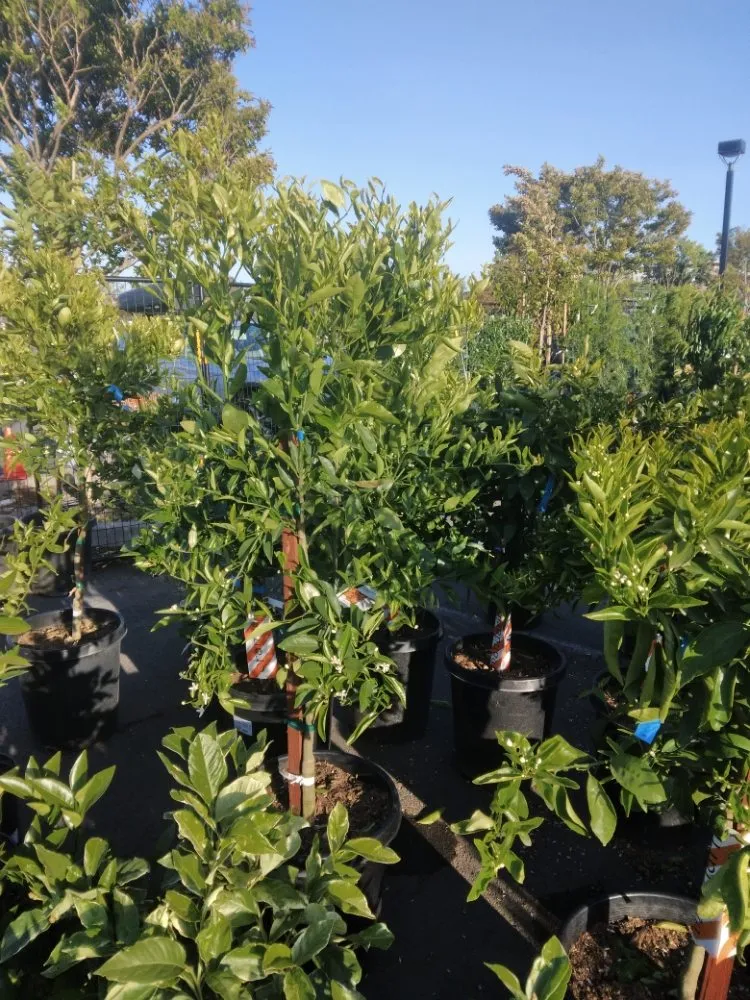 Local landscaping services experts serving san rafael, CA - Mazariegos Landscaping