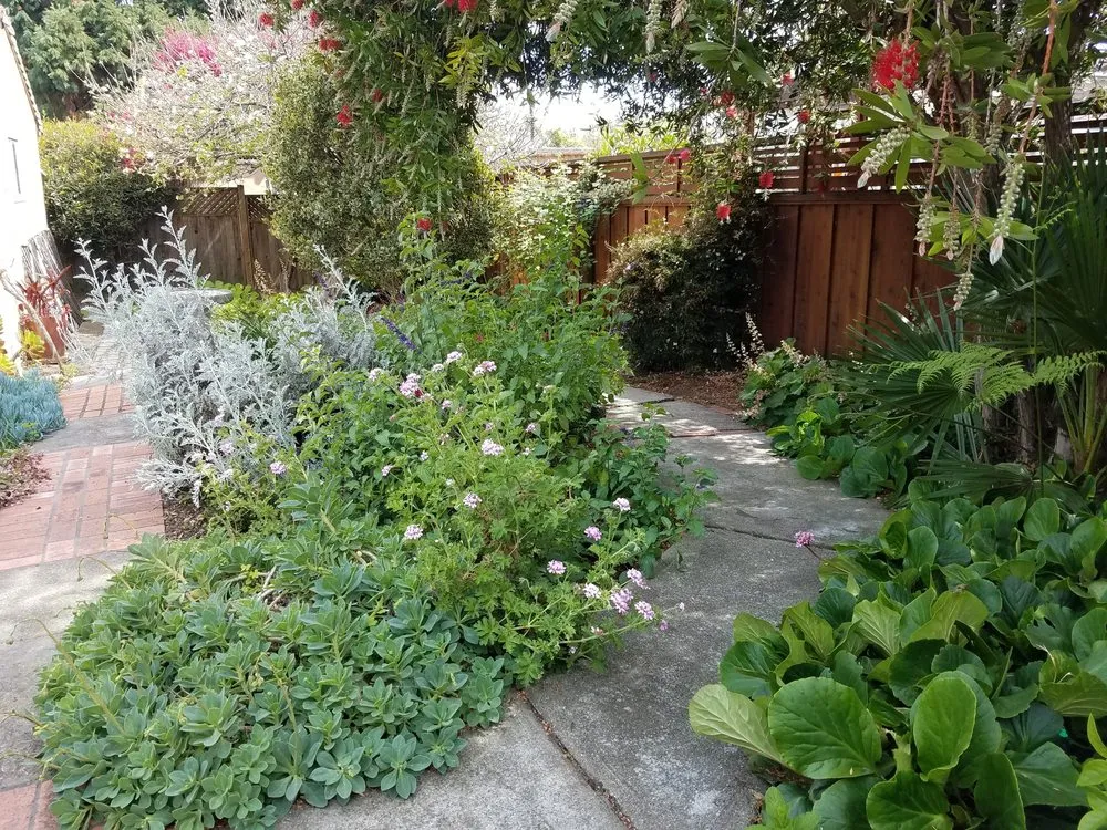 Reliable yard cleanup service near you across Berkeley, CA - Mazingira Landscape and Design