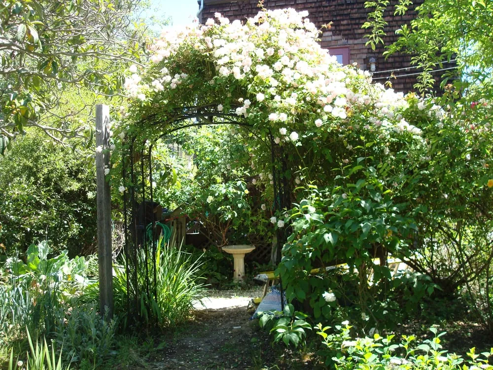 Reliable outdoor landscaping in Berkeley, CA by Mazingira Landscape and Design