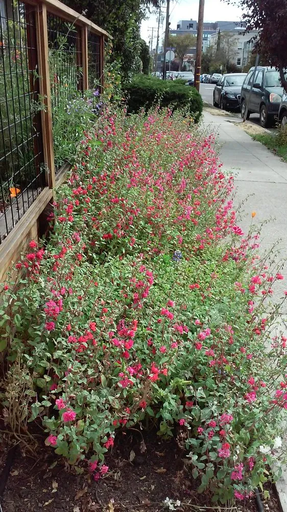 Trusted outdoor landscaping in Berkeley, CA by Mazingira Landscape and Design