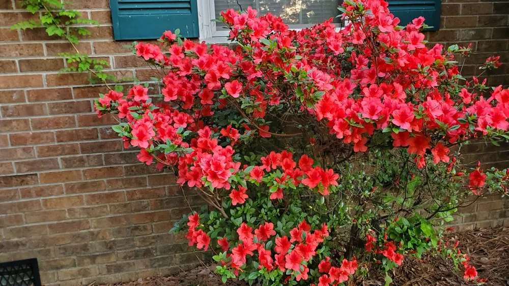 Trusted outdoor landscaping for outdoor upgrades across Berkeley, CA - Mazingira Landscape and Design