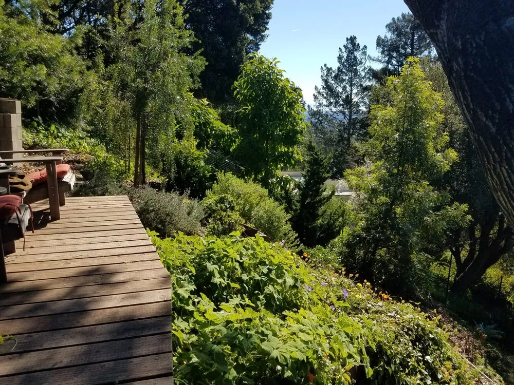 Trusted yard maintenance in Berkeley, CA - Mazingira Landscape and Design