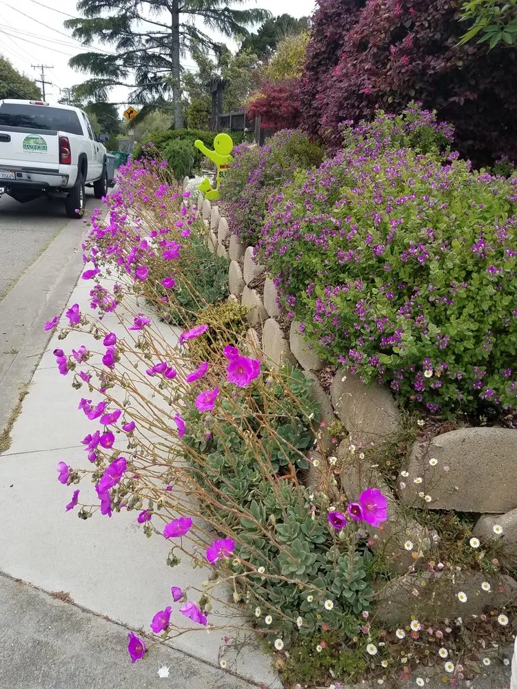 Top-rated outdoor landscaping in Berkeley, CA by Mazingira Landscape and Design