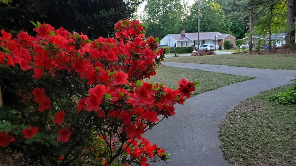 Top-rated lawn care service for homes across Norfolk, VA - Mazingira Landscape and Design