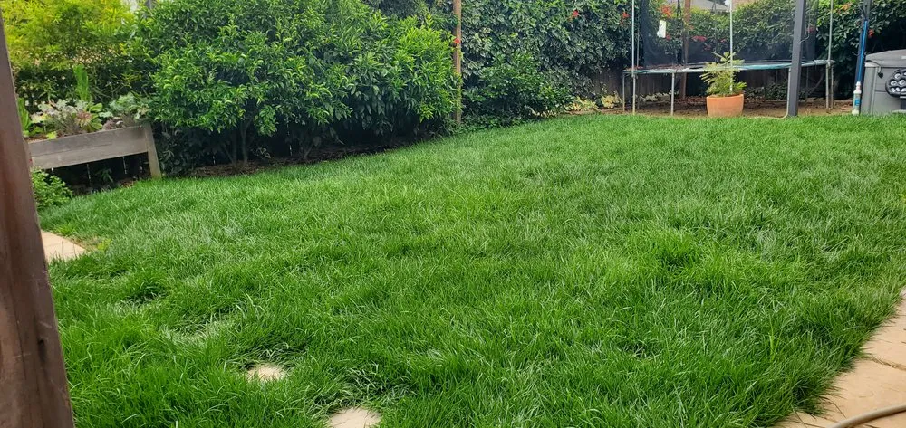 Local yard cleanup service for homes across Norfolk, VA - Mazingira Landscape and Design