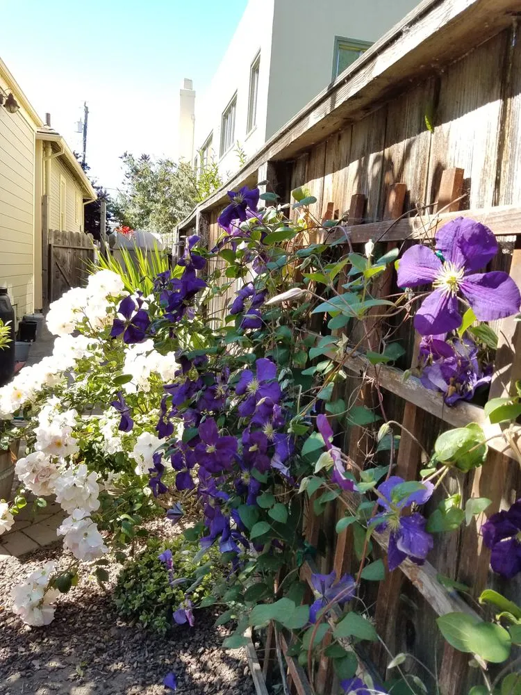 Affordable yard maintenance experts serving Norfolk, VA - Mazingira Landscape and Design