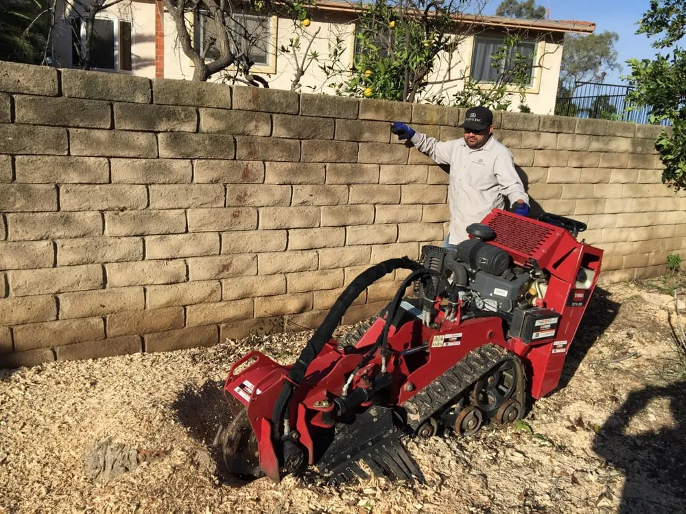 Trusted yard cleanup service experts serving North Hollywood, CA - Mazive Tree Service And Landscaping