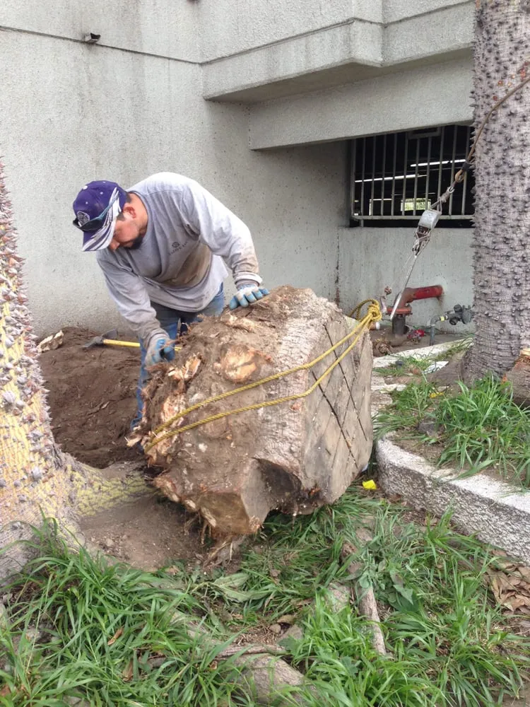 Affordable yard cleanup service for beautiful yards across North Hollywood, CA - Mazive Tree Service And Landscaping