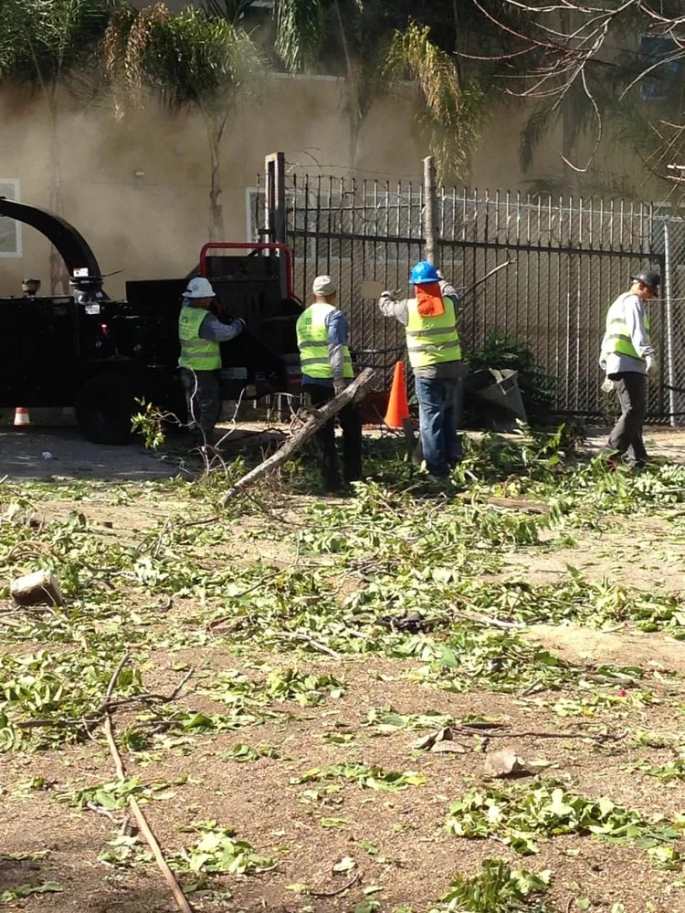 Custom yard cleanup service in North Hollywood, CA by Mazive Tree Service And Landscaping