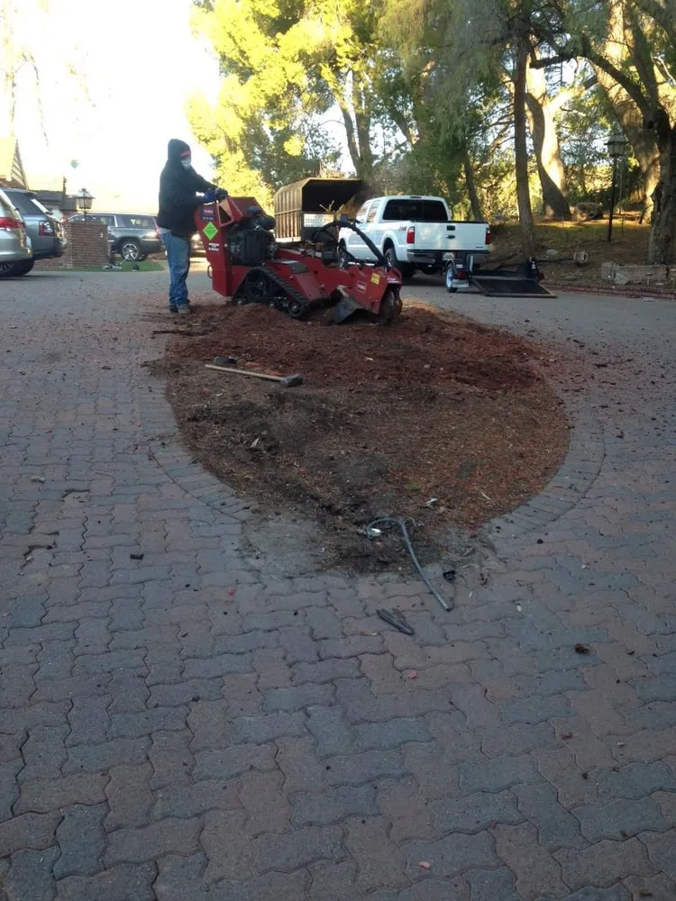 Reliable lawn care service experts serving North Hollywood, CA - Mazive Tree Service And Landscaping