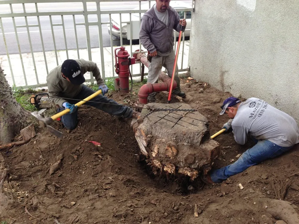 Affordable lawn mowing service experts serving North Hollywood, CA - Mazive Tree Service And Landscaping