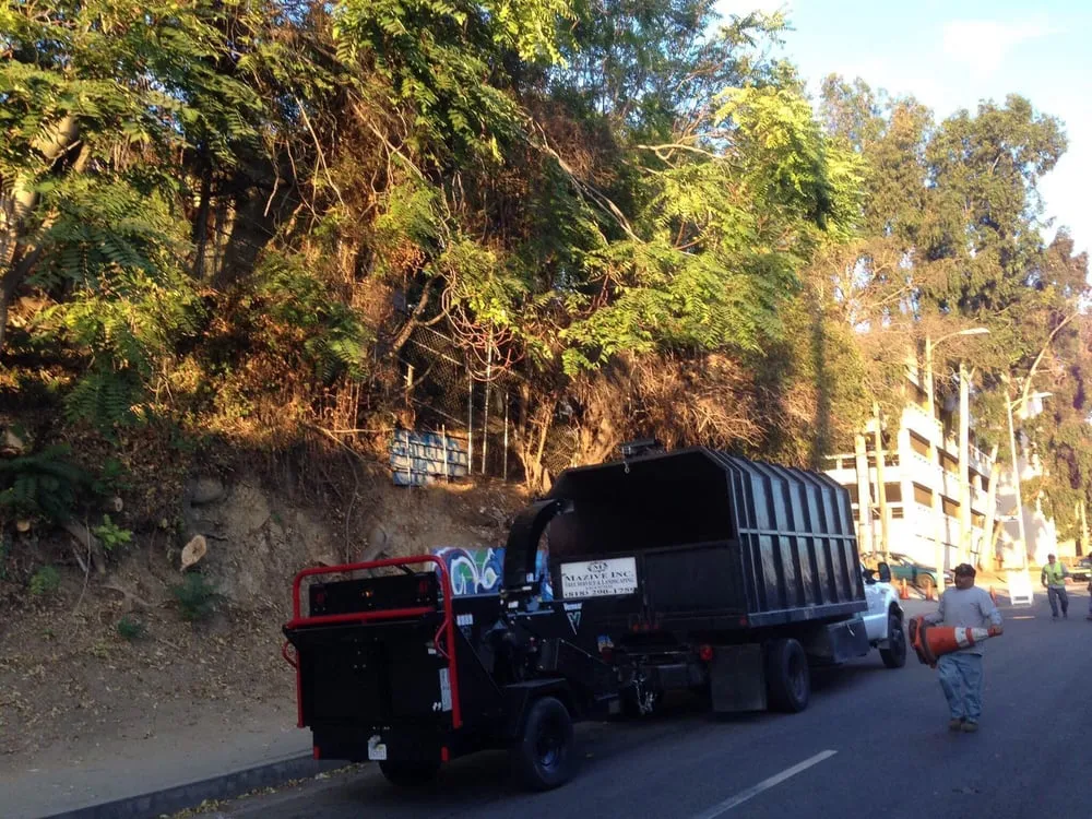 Local landscape installation in North Hollywood, CA by Mazive Tree Service And Landscaping