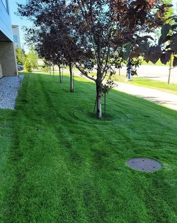 Trusted garden landscaping for beautiful yards in Long Beach, CA by Maztek Landscaping