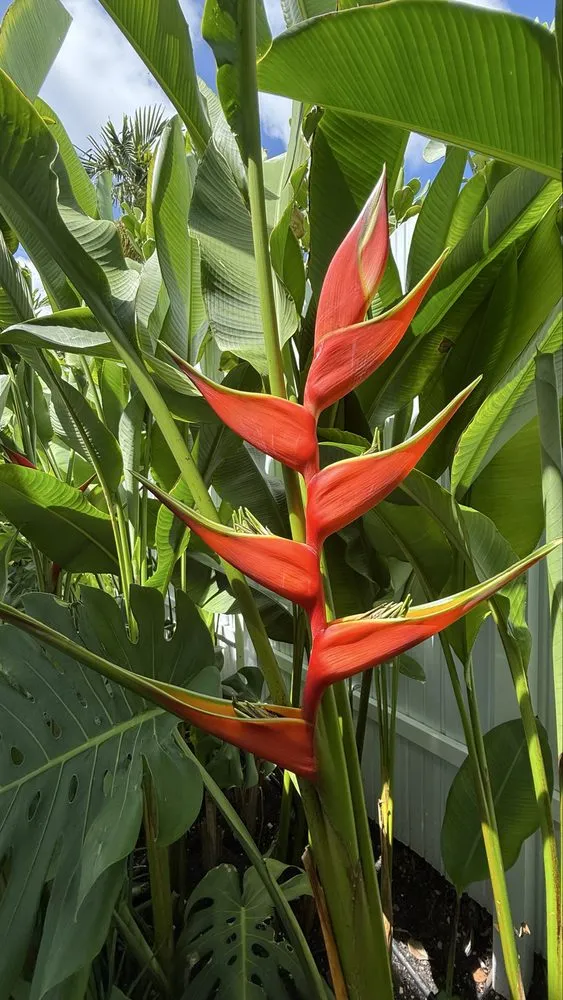 Top-rated lawn mowing service experts serving Hialeah, FL - Mazzeta Landscape Design