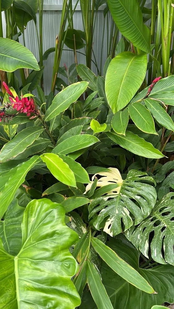 Affordable yard maintenance for residential properties across Hialeah, FL - Mazzeta Landscape Design