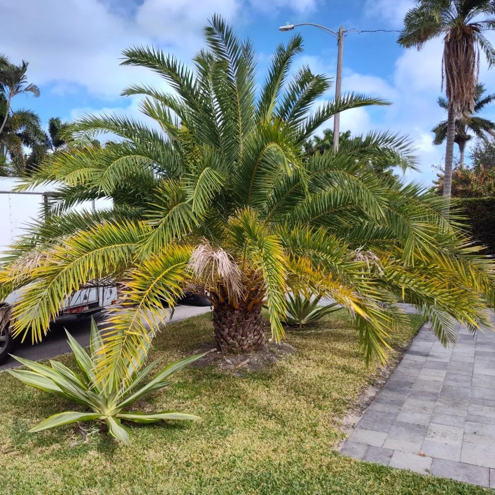 Local landscaping services for homes in North Miami Beach, FL by Mb Mowing